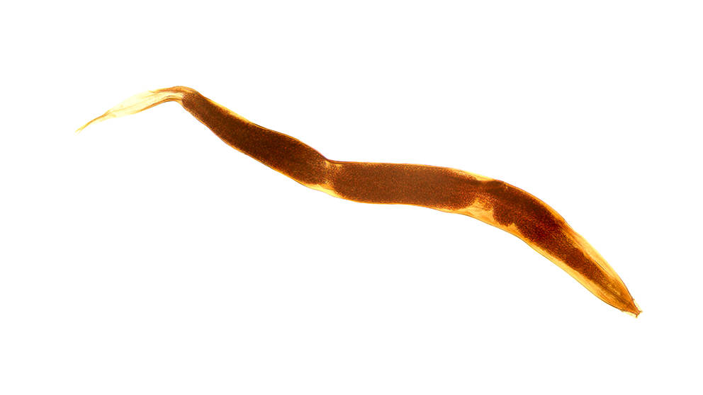 pinworms a pápa fotón)