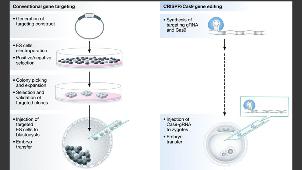 Of Mice And Crispr Why electroporation is an ideal delivery method for crispr. of mice and crispr