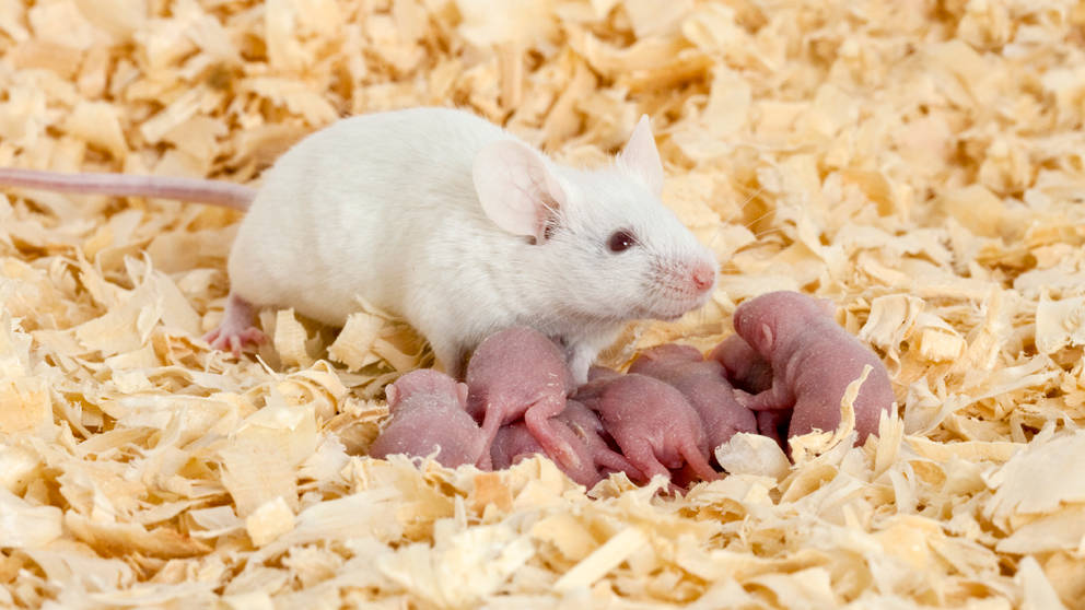 high fat diet breeding females mouse