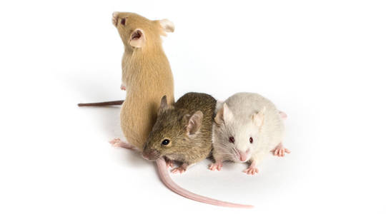 Rodent Awareness Week 2023