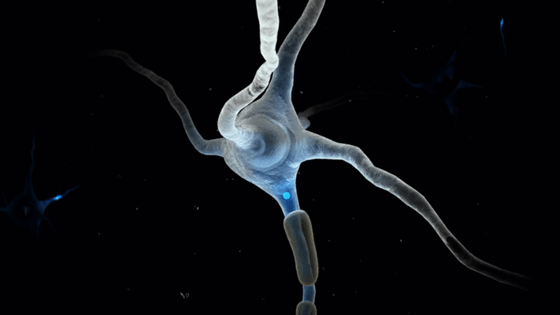 A gif animation of a neuron