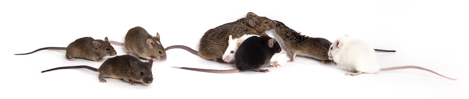 Unlike inbred strains, Diversity Outbred (DO) mice are genetically diverse, allowing more accurate modeling of the human population.