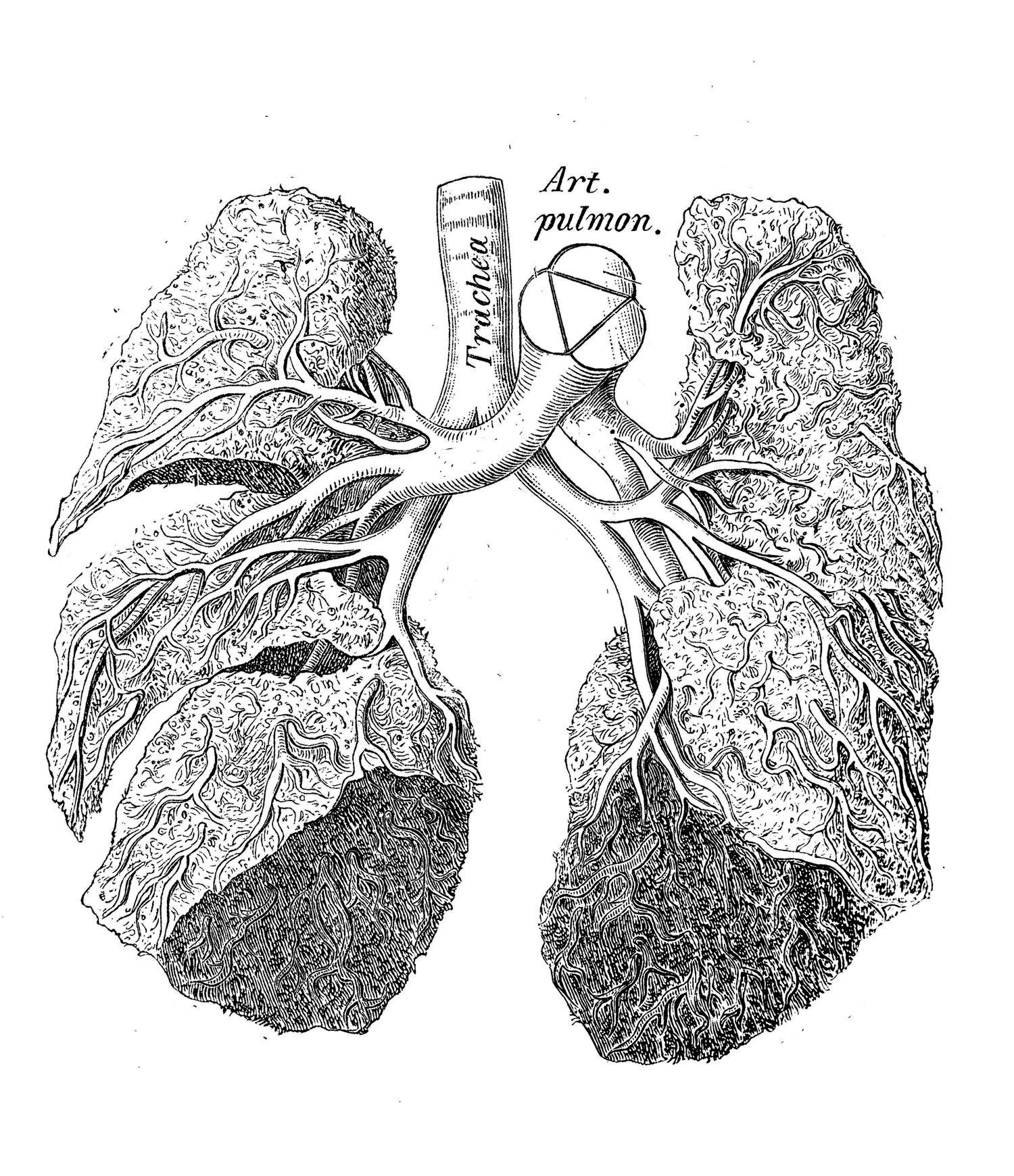 Black and white diagram of the human lung.