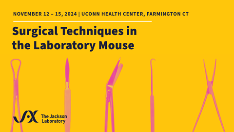 Thumbnail: bright yellow background with pink surgical tools. Black JAX logo in bottom left corner. Title: Surgical Techniques in the Laboratory Mouse. Dates: November 12-15, 2024 at UConn Health Center in Farmington CT.