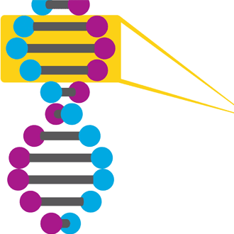 DNA with a section highlighted