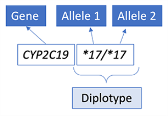 Diplotype
