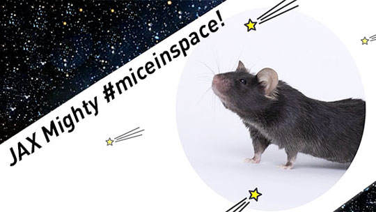 Might Mice in Space