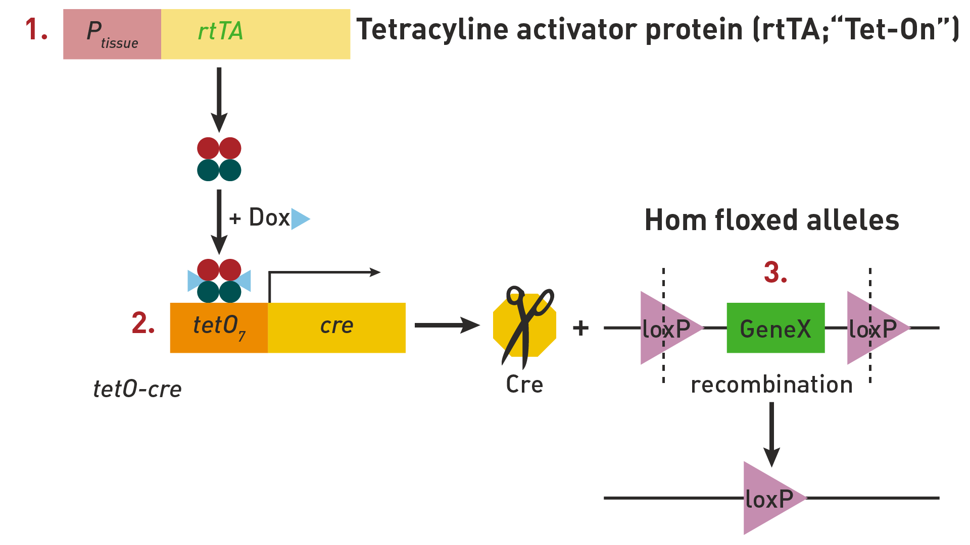 tetracycline activator protein