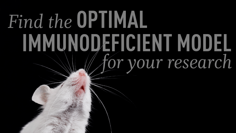 May top tips selecting the best immunodeficient mouse model for your research