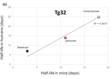 Comparison of the Clinical Serum Half-Life of Three Therapeutic Antibodies with the Corresponding Half-Life in FcRn Humanized Tg32 Mice