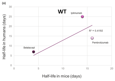 Comparison of the Clinical Serum Half-Life of Three Therapeutic Antibodies with the Corresponding Half-Life in WT Mice