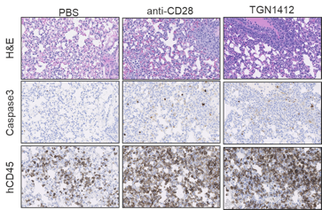 Lung Tissue Collected from Humanized Mice Treated with PBS, anti-CD28, and TGN1412 10 Days Post-Treatment