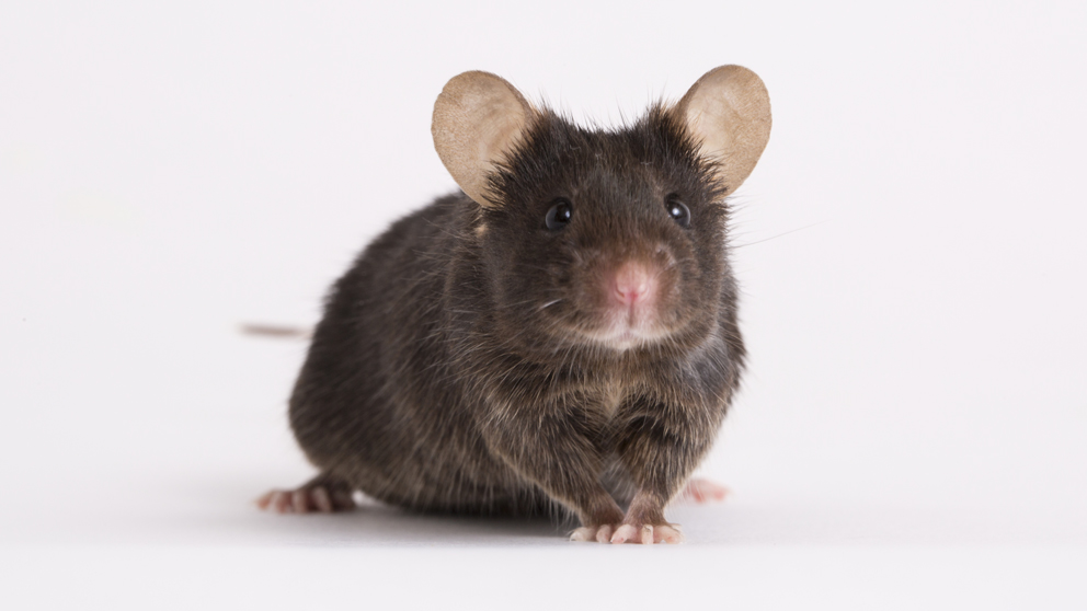 December what is a normal phenotype for aging mice