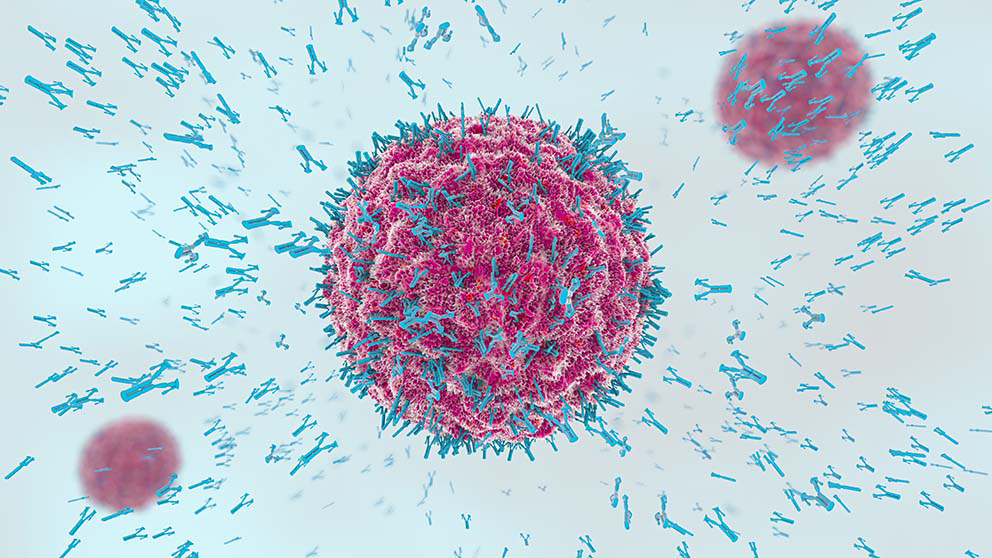 June quick facts to improve antibody half life measurements