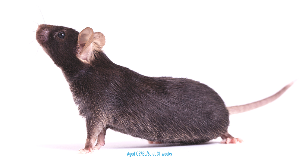 November aging mice io research