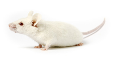January fda approved car t therapy evaluated in nsg mice