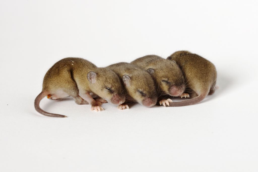 Experimental design: Top four strategies for reproducible mouse research