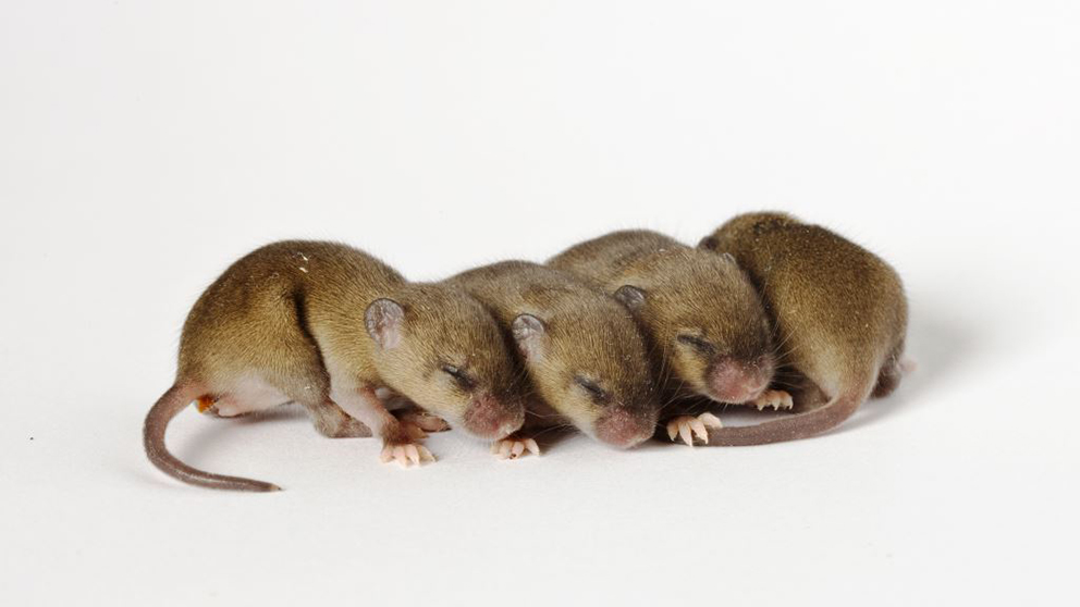 March experimental design top four strategies for reproducible mouse research