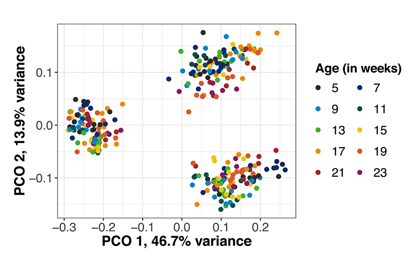 microbiome stability age