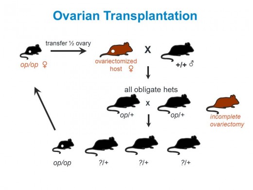 ovarian transplantation