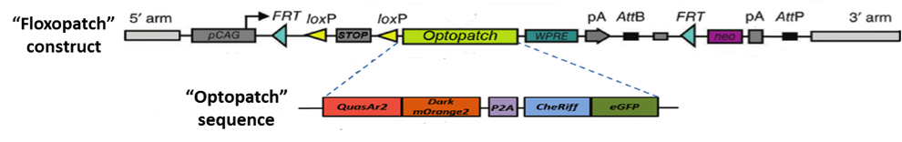 optopatch_1