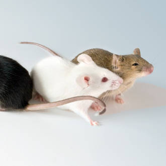 multi mice group