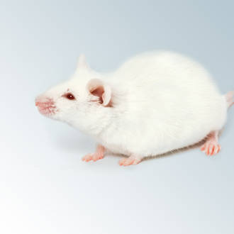 white mouse 2