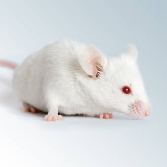 white mouse pet price