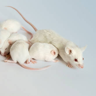 white mouse group