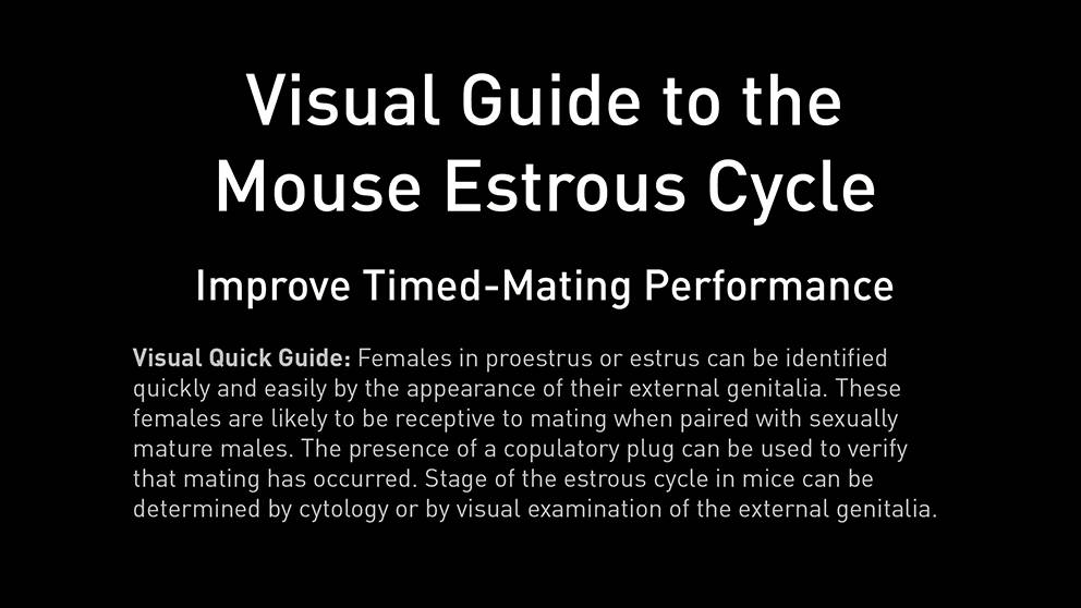visual-guide-mouse-estrous-cycle