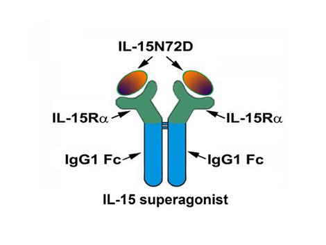 IL-15 superagonist schematic