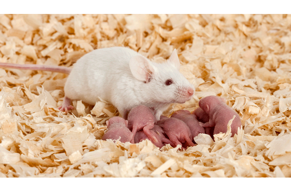 JAX Breeding Services - mouse with pups