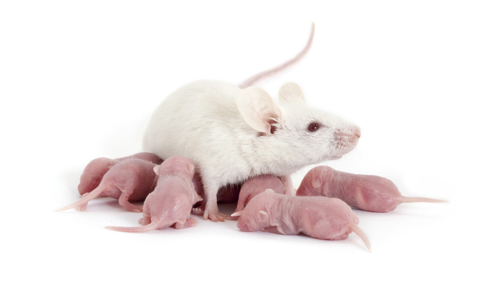 April top 5 tips to take care of your nsg mice