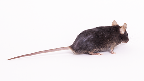 Aged B6 mouse displaying graying coat and thinning hair