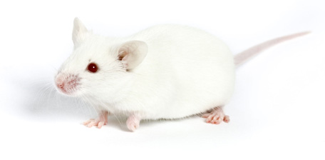 albino laboratory mouse