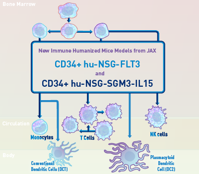 New Humanized Models that are more translational than ever - CD34+ hu-NSG-FLT3 & CD34+ hu-NSG-SGM3-IL15