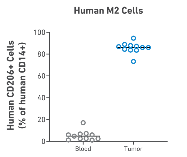 CD34 humanized NSG-FLT3 successfully engraft patient-derived PS4050 melanoma and demonstrate infiltration of polarized M2 cells in the tumor