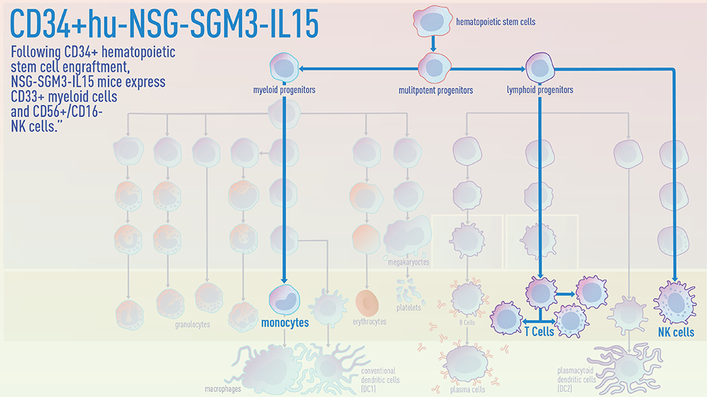 Following CD34+ hematopoietic stem cell engraftment, NSG-SGM3-IL15 mice express CD33+ myeloid cells and CD56+/CD16- NK cells