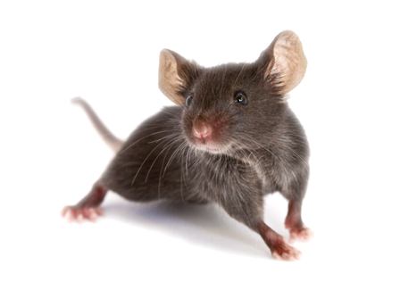 Find & Order Mice | The Jackson Laboratory