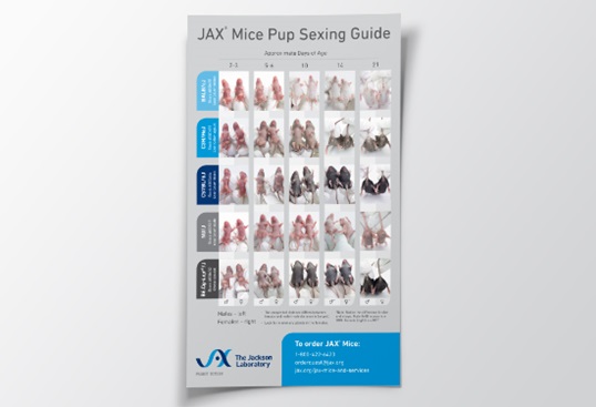 JAX® Mice Pup Sexing Guide Poster
