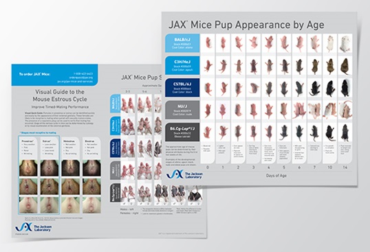 JAX® Pup Appearance by Age, Sexing Guide, and Estrous Cycle Poster