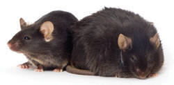 B6.V-Lep<ob>/J, Stock Number 000632, black fat, obese, congenic laboratory mouse with lean littermate