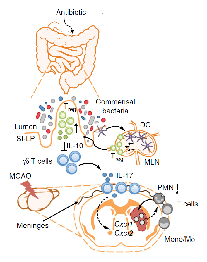 schematic antibiotic induced dysbiosis