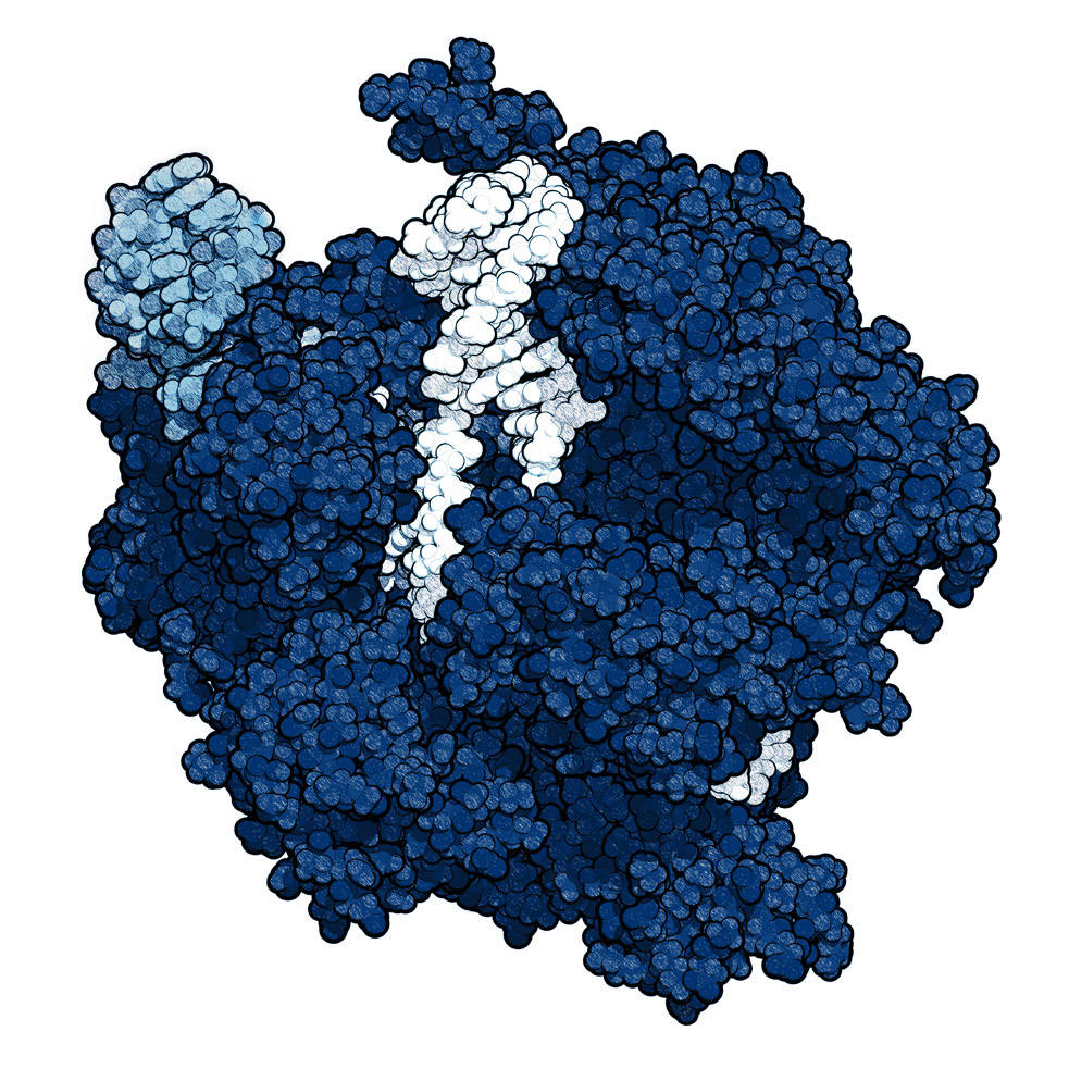CRISPR-CAS9 gene editing complex from Streptococcus pyogenes. The Cas9 nuclease protein uses a guide RNA sequence to cut DNA at a complementary site. Atoms shown as colored spheres. Cas9 protein: blue, RNA: light blue; DNA fragments: white.