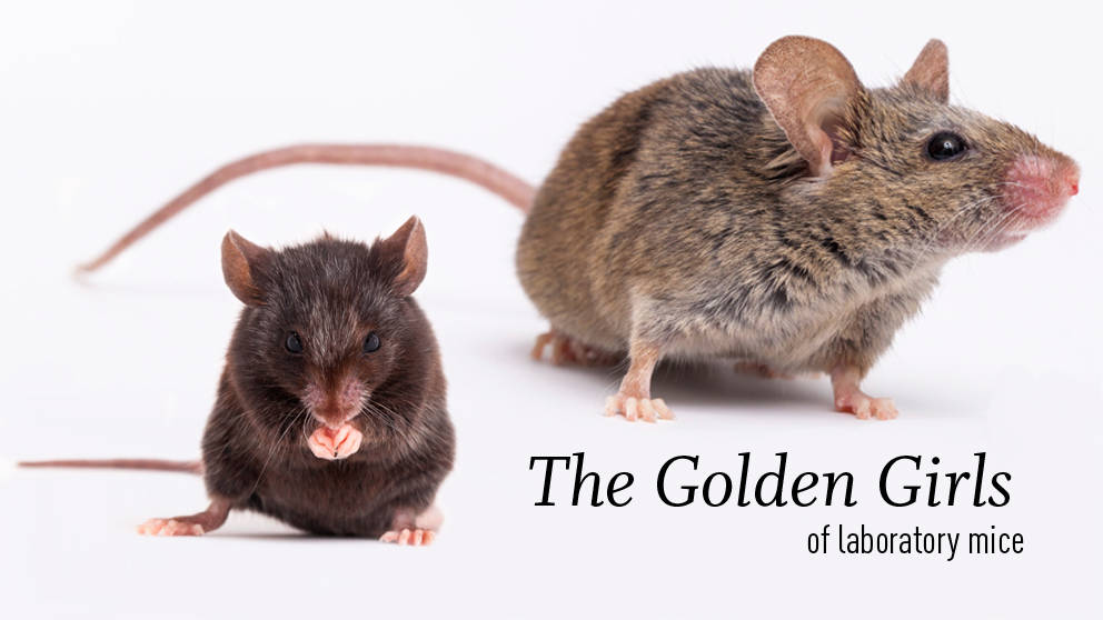 February the golden girls of laboratory mice