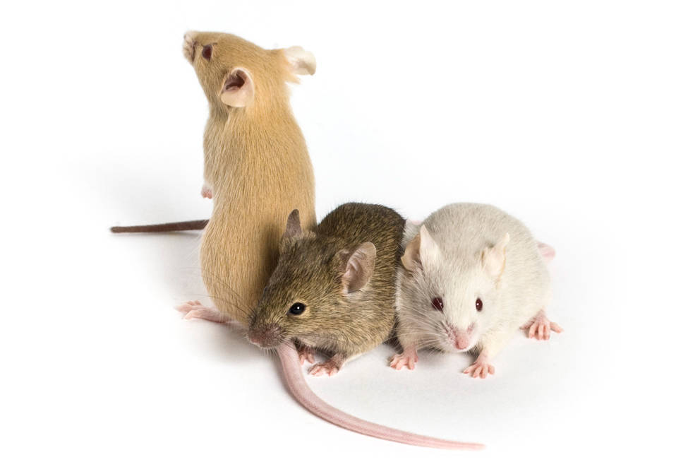 The differences between germ free and specific-pathogen-free mice