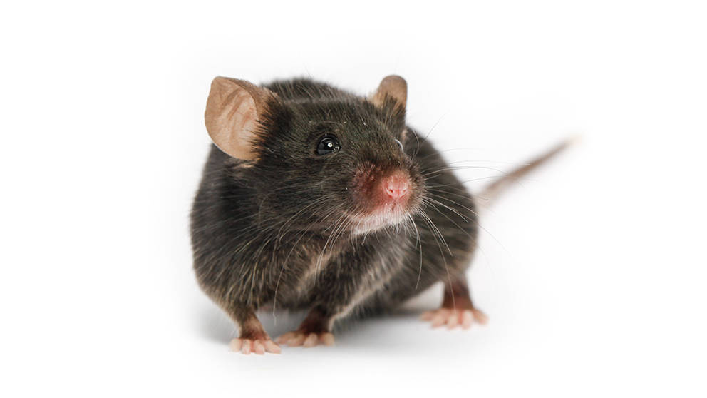 more-researchers-are-using-b6j-mice-than-ever-before