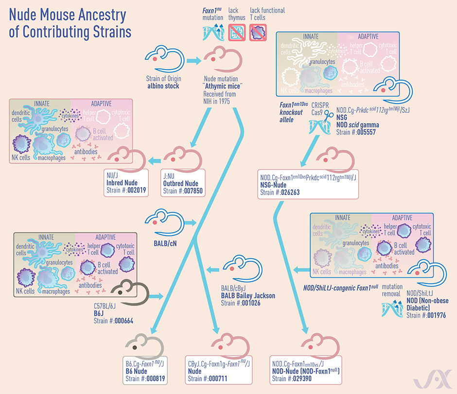 JAX Blog - Nude Mouse Ancestry of Contributing Strains