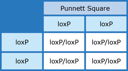 punnett square loxp