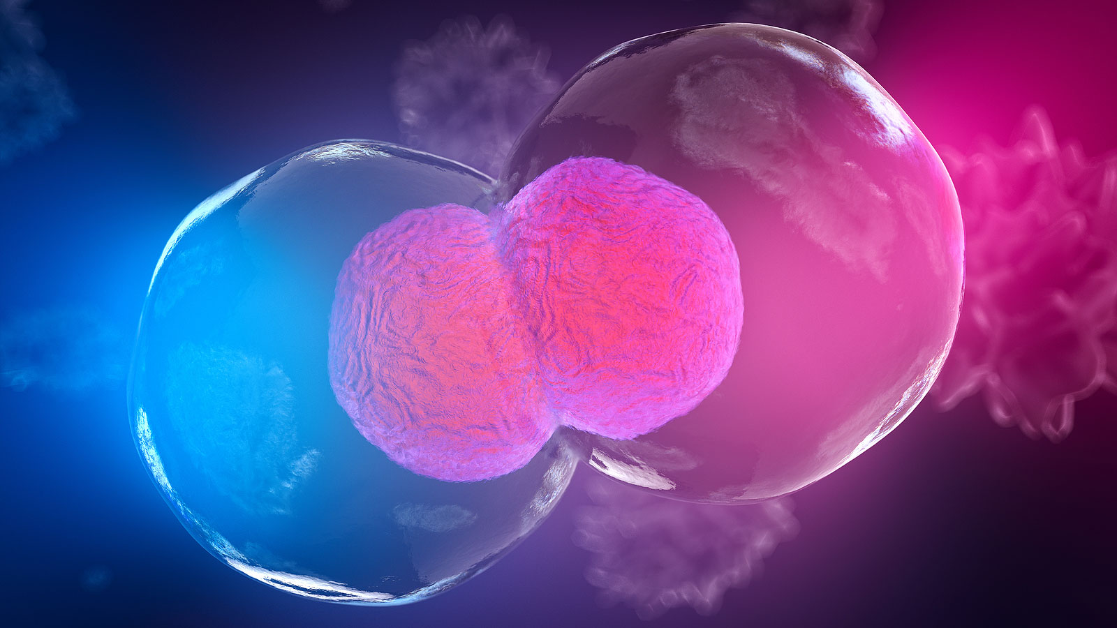 stem cells, cells, fertility